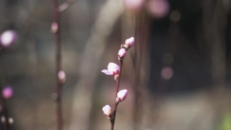 The-aesthetic,-cinematic-close-up-shows-beautiful,-colourful,-flowering-buds-on-a-branch,-moving-slightly-in-the-spring-wind