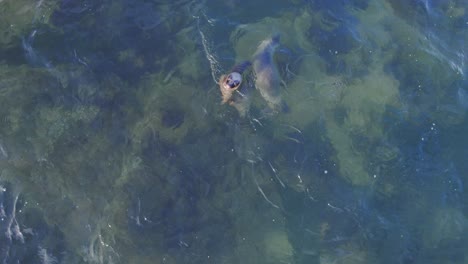 Top-Down-Drone-view-of-Sea-lions-swimming-in-the-shallow-sea-near-the-beach-at-bahia-bustamante