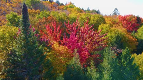 Fichte-Und-Silberahornbaum-Im-Kanadischen-Wald-Im-Herbst-Montreal,-Kanada
