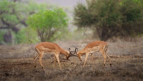 Männlicher-Impala-Aepyceros-Melampus-Kämpfen-Oder-Sparring-Gonarezhou-Nationalpark-Simbabwe-03