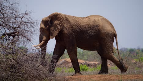 Elefant-Läuft-In-Zeitlupe-Im-Gonarezhou-Nationalpark-Simbabwe-03