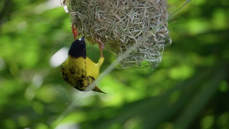 Weaver-bird-dismantling-nest-hanging-upside-down