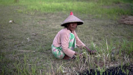 Mujer-Con-Traje-Agrícola-Tradicional-En-Acción-En-Los-Campos-De-Lombok.