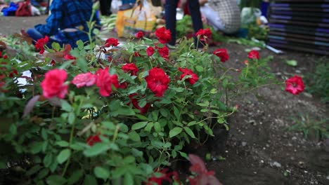 Menschen,-Die-Rosenpflanzen-Kaufen,-Konzept-Der-örtlichen-Marktgärtnerei,-Menschen,-Die-Pflanzen-Für-Den-Haus--Oder-Terrassengarten-Kaufen