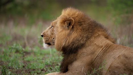 Lion-looking-at-prey-slow-motion-closeup
