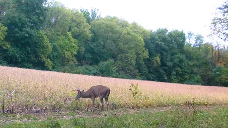 8-point-buck-white-tail-deer-cautiously-grazes-in-soybean-field-in-the-upper-Midwest