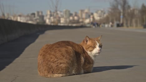Gelb-orangefarbene-Katze,-Die-Sich-Umschaut-Und-Zeitlupe-4k-Uhd-Spielt