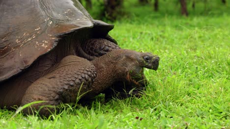 Eine-Wilde-Westliche-Santa-Cruz-Schildkröte-Frisst-Gras-Auf-Den-Galápagos-Inseln,-Während-Die-Kamera-Auf-Ihr-Gesicht-Zoomt