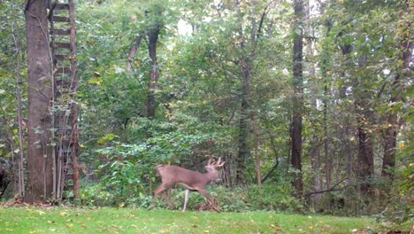 8-point-buck-white-tail-deer-is-alert-and-startled-in-a-clearing-in-the-woods-in-the-upper-Midwest-in-early-autumn