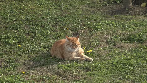 Gelb-orangefarbene-Katze,-Die-Sich-Umschaut-Und-Zeitlupe-4k-Uhd-Spielt