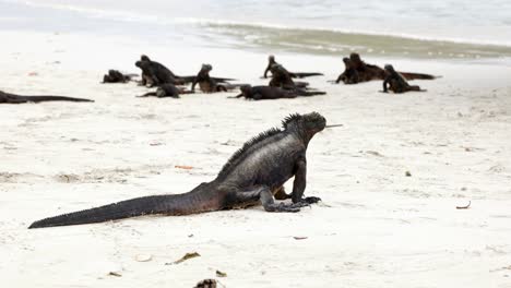 A-marine-iguana-sits-on-a-sandy-beach-on-Santa-Cruz-Island-in-the-Galápagos-Islands-as-many-other-marine-iguanas-sit-close-to-the-ocean-in-the-background