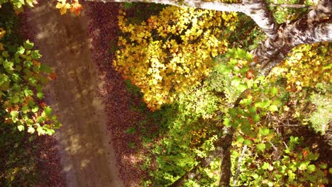 Drop-down-view-autumn-colour-fall-leaves-in-rural-Montreal,-Quebec,-Canada
