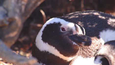 Closeup-head-shot-of-a-Resting-Magellanic-Penguin-calling-out-bahia-bustamante