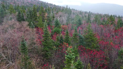 Aerial-colorful-spruce-tree-forest-ofx-Mount-Washington,-New-Hampshire,-USA