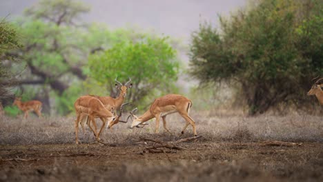 Männlicher-Impala-Aepyceros-Melampus-Kämpfen-Oder-Sparring-Gonarezhou-Nationalpark-Simbabwe-01