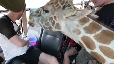 Giraffe-Head-Inside-of-Tourist-Bus