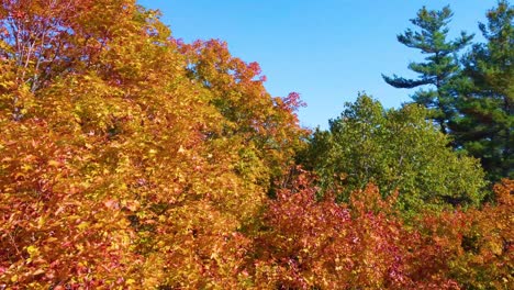 An-Einem-Strahlend-Sonnigen-Tag-Steigt-Es-Langsam-über-Den-Farbenfrohen-Herbstwald,-Luftaufnahme-Aus-Nächster-Nähe