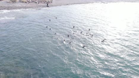 Drohnen-Enthüllung-Einer-Herde-Seelöwen,-Die-Am-Ufer-Schwimmt,-Während-Der-Andere-Teil-Der-Herde-Am-Strand-Von-Bahia-Bustamante-Ruht