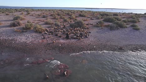 Drohne-Passiert-Eine-Seelöwenkolonie-Am-Strand-Entlang,-Wo-Sich-Die-Meisten-Ausruhen,-Während-Einige-In-Bahia-Bustamante-Schwimmen