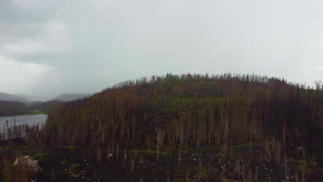 Regen-Fällt-Auf-Verbrannten-Wald-Und-Gibt-Hoffnung-Auf-Nachwachsen
