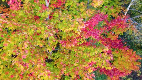 Aerial-drone-shot-descending-down-on-the-vibrant-and-colorful-autumn-maple-leaves-in-a-forest-during-the-fall,-Montreal,-Canada