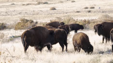 American-bison-or-buffalo-grazing-with-cowbirds-flying-by