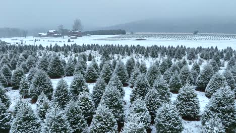 Weihnachtsbaumfarm-Während-Des-Schneesturms-Im-Dezember