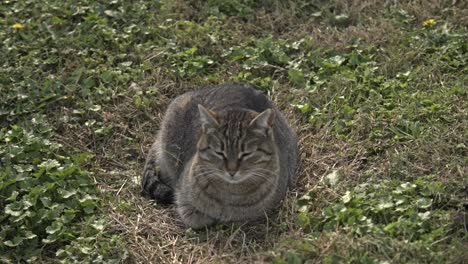 street-cat,-lying-down,-licking,-cleaning,-4k-UHD-slowmo