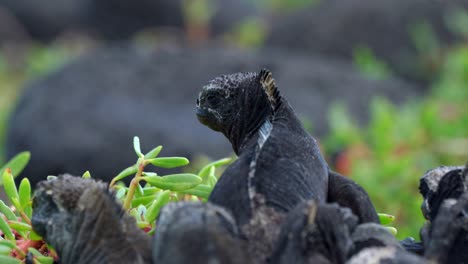 A-black-marine-iguana-sits-in-front-of-a-group-of-other-Iguanas-on-Santa-Cruz-Island-in-the-Galápagos-Islands