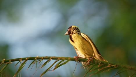 Weaver-bird-on-a-branch-flapping-wings