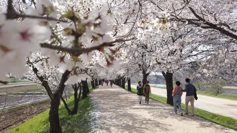 Menschen,-Die-Unter-Kirschblütenbäumen-Und-Fallenden-Blütenblättern-Spazieren