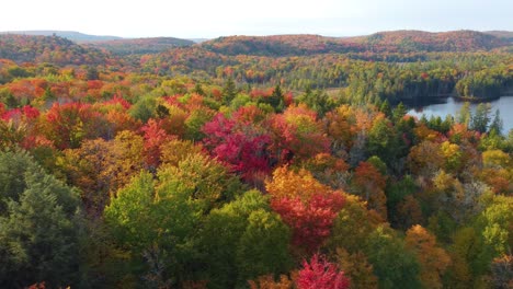 Bosque-De-Arce-Plateado-Y-Abeto-Multicolor-En-Otoño-Cerca-Del-Lago-En-Montreal,-Canadá