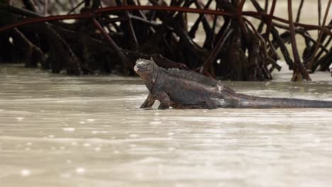 A-wild-marine-iguana-stands-in-the-sea-on-a-beach-on-Santa-Cruz-Island-in-the-Galápagos-Islands