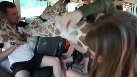 The-Giraffes-Heads-Inside-of-Touristic-Bus,-Authentic-Scenery-From-Open-Zoo,-Thailand