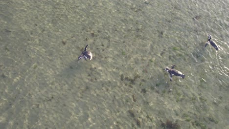 Schule-Von-Magellan-Pinguinen,-Die-Gemeinsam-Im-Seichten-Wasser-Nahe-Dem-Strand-Von-Bahia-Bustamante-Schwimmen