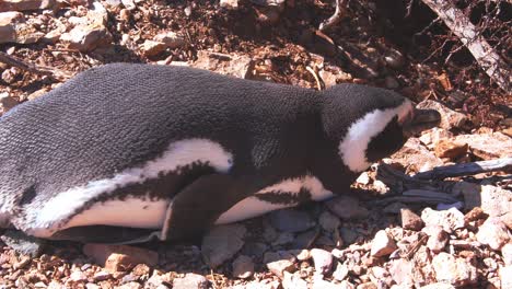 Magellanic-Penguin-resting-on-the-ground-with-lot-of-stones-near-the-entrance-of-its-nesting-hole-at-bahia-bustamante