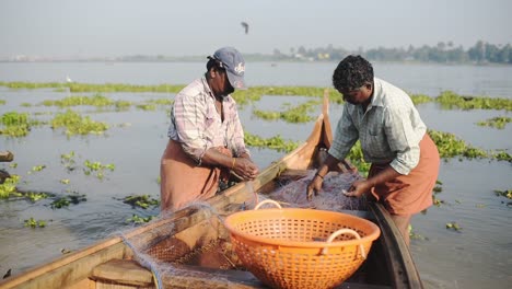 Local-Fishermen-In-Fort-Kochi-In-Kerala,-India-Removing-Fish-On-The-Fishing-Net-With-Green-Plants-Floating-On-the-Water