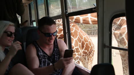 Giraffen-Stecken-Ihren-Kopf-Durch-Das-Fenster-Eines-Touristenbusses-Und-Nehmen-Einem-Mädchen-Bananen-Aus-Dem-Mund