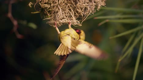 Weaver-bird-flapping-wings-under-nest-to-attract-mate