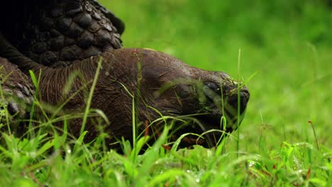 Eine-Nahaufnahme-Einer-Wilden-Westlichen-Santa-Cruz-Schildkröte,-Die-Auf-Den-Galápagos-Inseln-Gras-Frisst