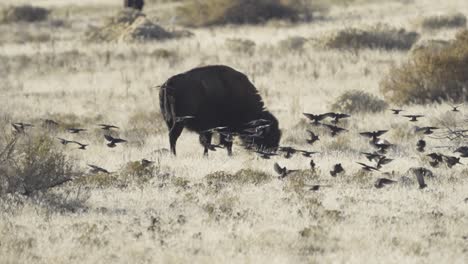 Braunköpfige-Kuhvögel-Mit-Einem-Bison-Oder-Amerikanischen-Büffel-Auf-Einem-Feld