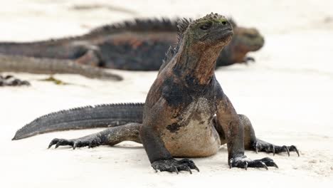A-wild-marine-iguana-sits-on-a-beach-on-Santa-Cruz-Island-in-the-Galápagos-Islands