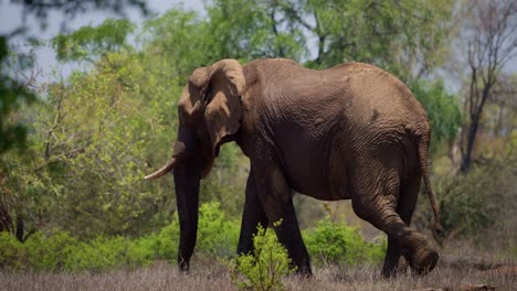 Elefant-Läuft-In-Zeitlupe-Im-Gonarezhou-Nationalpark-Simbabwe-01