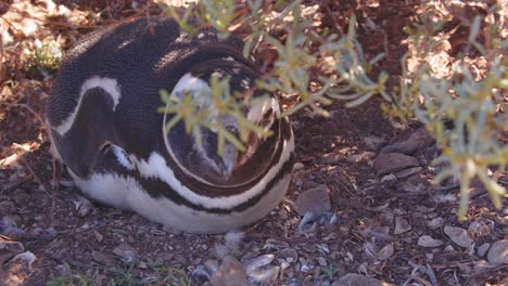 Der-Neugierige-Kleine-Pinguin-Blickt-In-Die-Kamera-Und-Wiegt-Seinen-Kopf-Nebeneinander-In-Der-Nähe-Seines-Nestes,-Wo-Er-Im-Schatten-Von-Bahia-Bustamante-Ruht