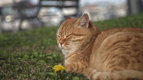 yellow-orange-cat-looking-around-and-playing-slow-motion-4k-UHD