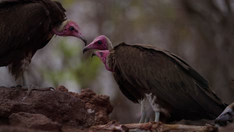 Vultures-eating-meat-and-bones-in-Victoria-Falls-Zimbabwe