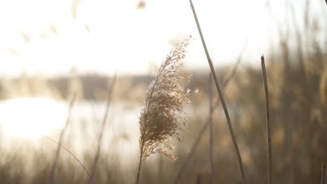A-calming,-aesthetic-close-up-of-reeds-blowing-in-the-light-wind-on-a-sunny-spring-day-during-a-sunset-at-the-lake