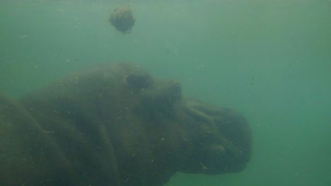 Hippo-taking-big-breath-and-going-underwater,-shot-through-glass-in-zoological-park