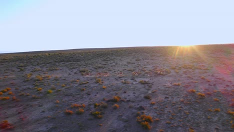 Wide-Angle-following-running-herd-of-Guanacos-across-the-meadows-at-sunset-dust-rising-in-bahia-bustamante