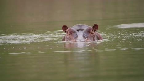 Cabeza-De-Hipopótamo-Sobresaliendo-Del-Agua-Zimbabwe